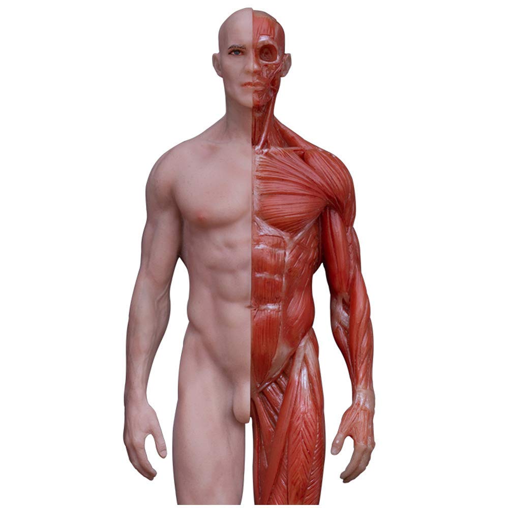 人体解剖学 71yIXZ6LVcS._UF350,350_QL50_.jpg